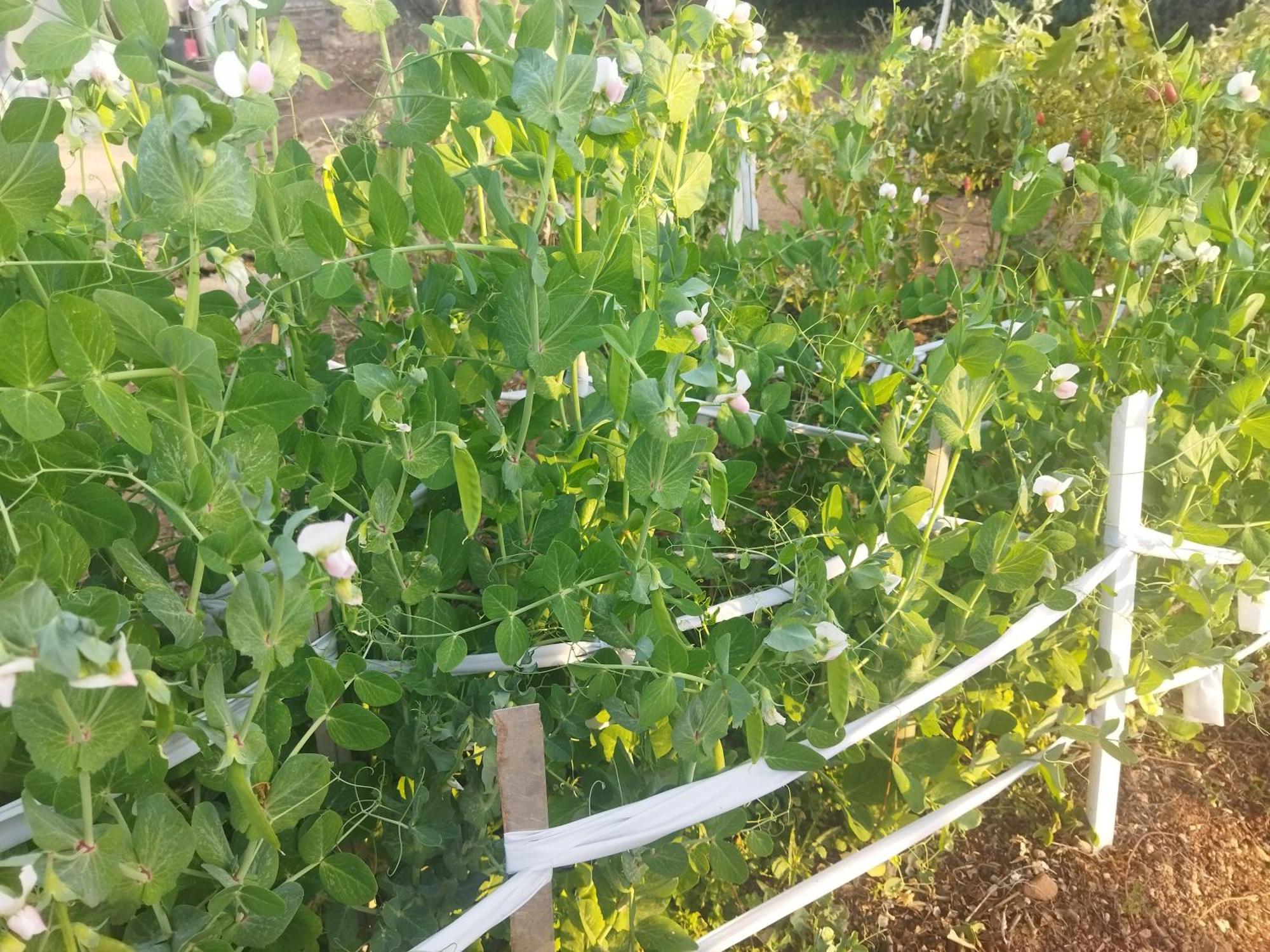 Otentik Guesthouse Μπαμπάνε Εξωτερικό φωτογραφία